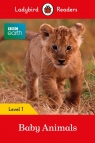 Ladybird Readers BBC Earth multi-copy Pack