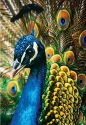 Puzzle 250: Colourful Nature 1 - Peacock