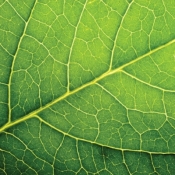 Serwetka LEAF CLOSE UP