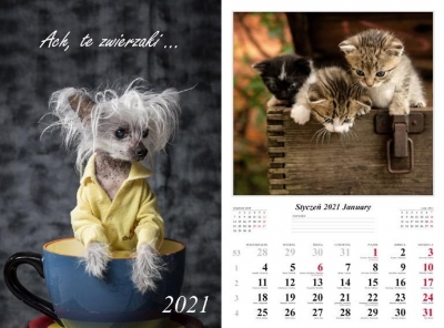 Kalendarz 2021 - Ach, te zwierzaki 13