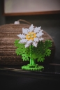 Mini Waffle Garden - Margaretka